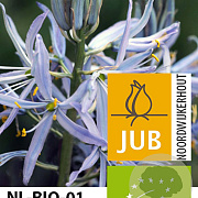 Camassia cusickii 14 CM verpakt per 25
