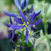 Camassia quamash verpakt per 100