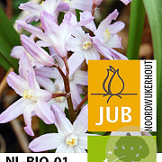 Chionodoxa forbesii 'Pink Giant' 5-6 cm verpakt per 100