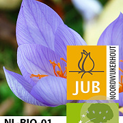 Crocus sativus 8-9 cm verpakt per 100