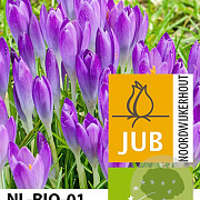 Crocus tommasinianus 'Barr's Purple' 5 cm verpakt per 100