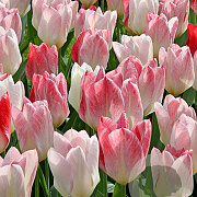 Tulipa 'Flaming Purissima' 11-12 cm verpakt per 100