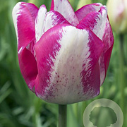 Tulipa Mata Hari 11-12 cm verpakt per 100