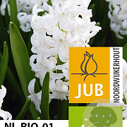 Hyacinthen White Pearl verpakt per 50