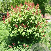 Aesculus pavia splendens 150-175 cm draadkluit meerstammig