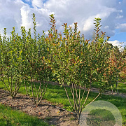 Amelanchier can. Rainbow Pillar 150-175 cm draadkluit meerstammig