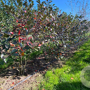 Aronia arbutifolia 'Brilliant' 150-175 cm draadkluit meerstammig