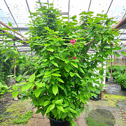 Calycanthus r. 'Hartlage Wine' 175-200 cm cont. 70L meerstammig