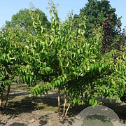 Heptacodium miconioides 150-175 cm draadkluit meerstammig