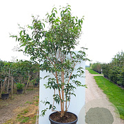 Heptacodium miconioides 150-175 cm cont. 110L meerstammig