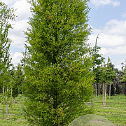 Metasequoia glyptostroboides 20-25 cm draadkluit geveerd