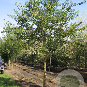 Morus alba 20-25 HO draadkluit