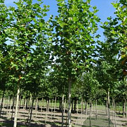 Platanus hisp. 'Pyramidalis' 25-30 HO draadkluit