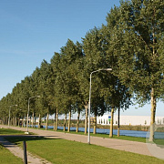Populus can. 'Serotina de Selys' 12-14 HO draadkluit