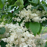Syringa reticulata 'Ivory Silk' 150-175 cm draadkluit meerstammig