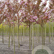 Prunus ser. 'Kanzan' 14-16 HO draadkluit onder vered.