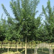 Sophora japonica 'Regent' 14-16 HO draadkluit