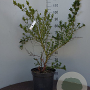Ceanothus impressus 'Victoria' 50-60 cm 10L