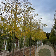Gleditsia triac. 'Skyline' 14-16 HO draadkluit