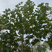 Platanus hispanica 14-16 HO draadkluit