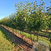 Syringa reticulata 'Ivory Silk' 175-200 cm draadkluit meerstammig