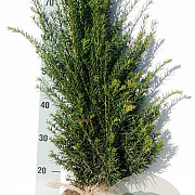 Taxus baccata 60-80 cm met kluit struik