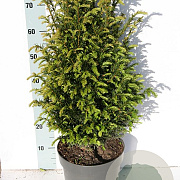 Taxus baccata 60-80 cm met kluit struik
