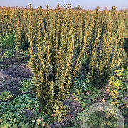 Taxus media 'Hillii' 40-60 cm met kluit