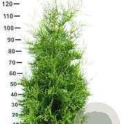 Thuja occ. 'Brabant' 60-80 cm met kluit struik