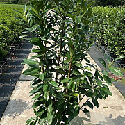 prunus l,Elly 60-80 cm met kluit struik