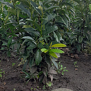 Prunus l. Genolia 60-80 cm met kluit struik