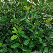Prunus l. 'Novita' 60-80 cm met kluit struik