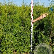 Thuja occ. 'Brabant' 140-160 cm met kluit