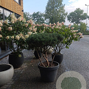 Pinus sylv. 'Watereri' 80-100 cm container meerstammig