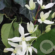 Clematis armandii 80-100 cm 2,0L