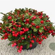 Gaultheria procumbens GM P9
