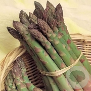Asperge Precoce de argentuil GM Per 75 Zaden