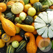 Pompoen mix ( eetbaar ) GM Per 40 zaden