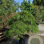 Acer pal. 'Dissectum' 100-125 cm cont. 55L extra