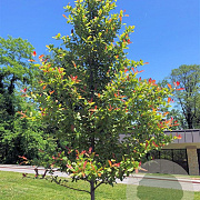 Nyssa sylvatica 'Wildfire' 150-175 cm draadkluit meerstammig