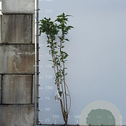 Prunus ser. 'Amanogawa' 175-200 cm 12L
