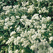 Anaphalis triplinervis GM P9