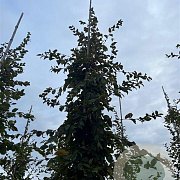 Carpinus betulus 14-16 HO draadkluit