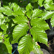 Fagus sylvatica 10-12 cm draadkluit geveerd