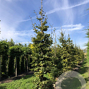 Fagus sylvatica 16-18 cm draadkluit geveerd