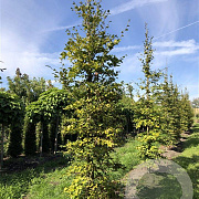 Fagus sylvatica 18-20 cm draadkluit geveerd