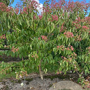 Heptacodium miconioides 175-200 cm draadkluit meerstammig