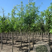 Quercus palustris 14-16 HO draadkluit