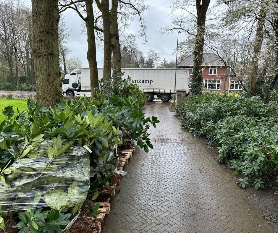 bosrhododendrons in aanleg 1