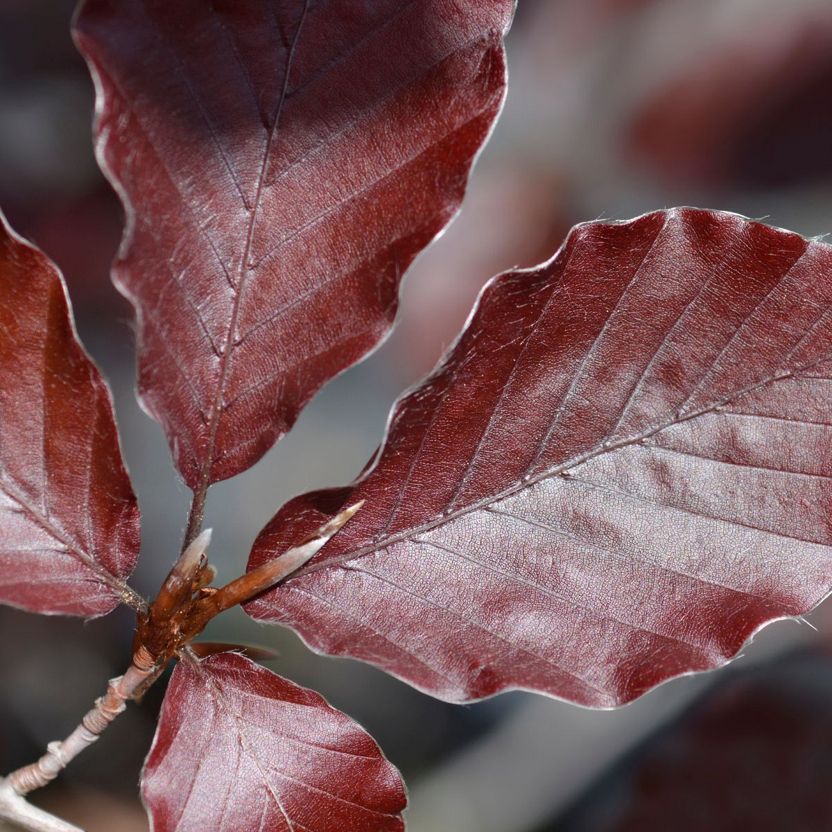 maatvoering bosplantsoen wortelgoed fagus sylvatica atropurpurea